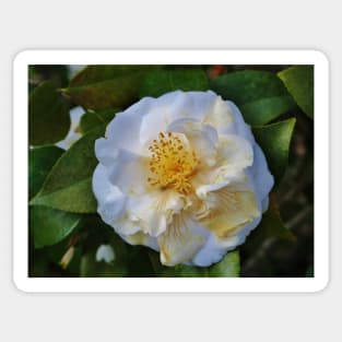 Camellia Bloom Sticker